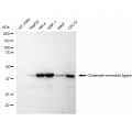 LifeSab™ KD-Validated GLNS Rabbit mAb (20 μl)