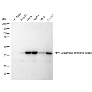 LifeSab™ KD-Validated GLNS Rabbit mAb (20 μl)