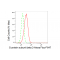 LifeSab™ KD-Validated GNB2 Rabbit mAb (20 μl)