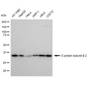 LifeSab™ KD-Validated GNB2 Rabbit mAb (20 μl)