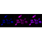 LifeSab™ KD-Validated IRAK3 Rabbit mAb (20 μl)