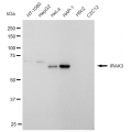 LifeSab™ KD-Validated IRAK3 Rabbit mAb (20 μl)