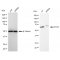 LifeSab™ KD-Validated IRAK3 Rabbit mAb (20 μl)