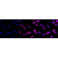 LifeSab™ KD-Validated GAQ Rabbit mAb (20 μl)