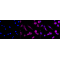 LifeSab™ KD-Validated GAQ Rabbit mAb (20 μl)