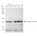 LifeSab™ KD-Validated GAQ Rabbit mAb (20 μl)