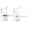 LifeSab™ KD-Validated GAQ Rabbit mAb (20 μl)