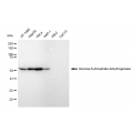 LifeSab™ KD-Validated G6PD Rabbit mAb (20 μl)