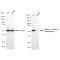 LifeSab™ KD-Validated G6PD Rabbit mAb (20 μl)