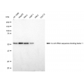 LifeSab™ KD-Validated GRSF1 Rabbit mAb (20 μl)