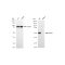 LifeSab™ KD-Validated GRSF1 Rabbit mAb (20 μl)