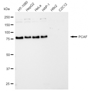 LifeSab™ KD-Validated PCAF Rabbit mAb (20 μl)