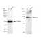 LifeSab™ KD-Validated PCAF Rabbit mAb (20 μl)