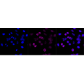 LifeSab™ KD-Validated CD107a Rabbit mAb (20 μl)