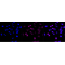 LifeSab™ KD-Validated CD107a Rabbit mAb (20 μl)