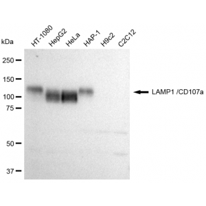 LifeSab™ KD-Validated CD107a Rabbit mAb (20 μl)