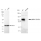 LifeSab™ KD-Validated CD107a Rabbit mAb (20 μl)