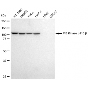 LifeSab™ KD-Validated PI3KCB Rabbit mAb (20 μl)