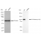 LifeSab™ KD-Validated PI3KCB Rabbit mAb (20 μl)