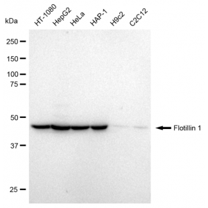 LifeSab™ KD-Validated Flotillin 1 Rabbit mAb (20 μl)