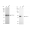 LifeSab™ KD-Validated Flotillin 1 Rabbit mAb (20 μl)