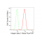 LifeSab™ KD-Validated CD29 Rabbit mAb (20 μl)