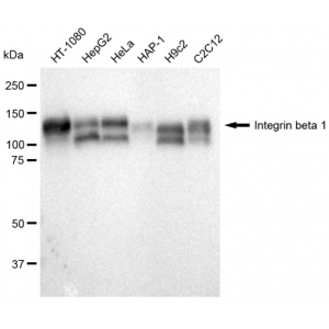 LifeSab™ KD-Validated CD29 Rabbit mAb (20 μl)