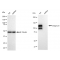 LifeSab™ KD-Validated CD29 Rabbit mAb (20 μl)