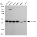 LifeSab™ KD-Validated PRAS40 Rabbit mAb (20 μl)