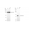 LifeSab™ KD-Validated PRAS40 Rabbit mAb (20 μl)