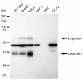 LifeSab™ KD-Validated LGMN Rabbit mAb (20 μl)