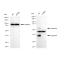 LifeSab™ KD-Validated LGMN Rabbit mAb (20 μl)