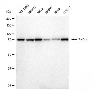 LifeSab™ KD-Validated PKC alpha Rabbit mAb (20 μl)