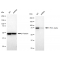 LifeSab™ KD-Validated PKC alpha Rabbit mAb (20 μl)