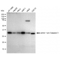 LifeSab™ KD-Validated CPP32B Rabbit mAb (20 μl)