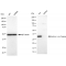 LifeSab™ KD-Validated CPP32B Rabbit mAb (20 μl)