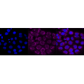 LifeSab™ KD-Validated CD29 Rabbit mAb (20 μl)