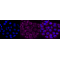 LifeSab™ KD-Validated CD29 Rabbit mAb (20 μl)