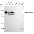 LifeSab™ KD-Validated CD29 Rabbit mAb (20 μl)