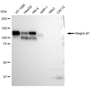 LifeSab™ KD-Validated CD29 Rabbit mAb (20 μl)