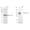 LifeSab™ KD-Validated CD29 Rabbit mAb (20 μl)