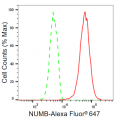 LifeSab™ KD-Validated NUMB Rabbit mAb (20 μl)