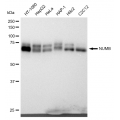 LifeSab™ KD-Validated NUMB Rabbit mAb (20 μl)