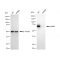 LifeSab™ KD-Validated NUMB Rabbit mAb (20 μl)