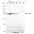 LifeSab™ KD-Validated MCM7 Rabbit mAb (20 μl)