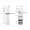 LifeSab™ KD-Validated MCM7 Rabbit mAb (20 μl)