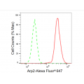 LifeSab™ KD-Validated Arp2 Rabbit mAb (20 μl)