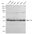 LifeSab™ KD-Validated Arp2 Rabbit mAb (20 μl)