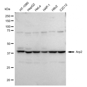 LifeSab™ KD-Validated Arp2 Rabbit mAb (20 μl)