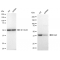 LifeSab™ KD-Validated Arp2 Rabbit mAb (20 μl)